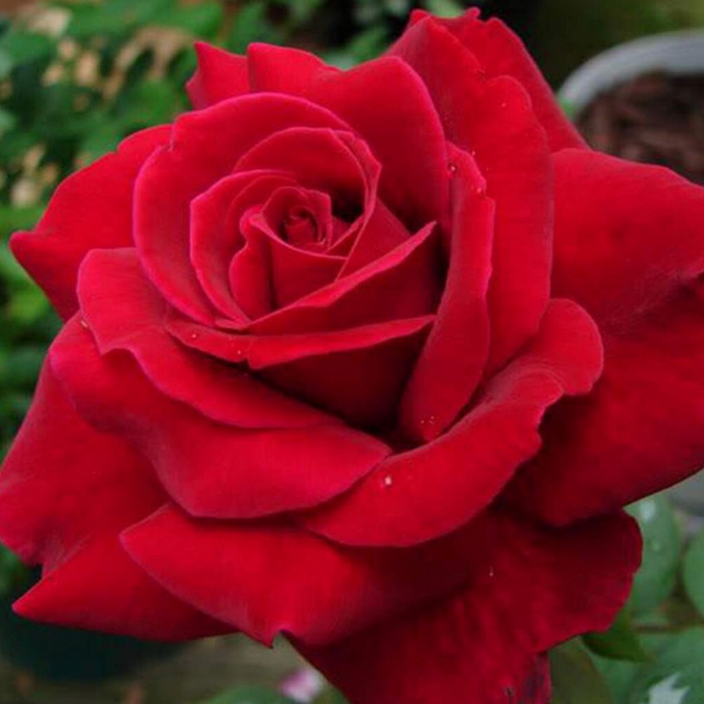 Meet your Posher, Monica